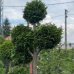 Tuja západná (Thuja occidentalis) ´BRABANT´ - výška 200 cm, kont. C90L - POMPONS